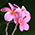 Low Resolution Image Sample Flower